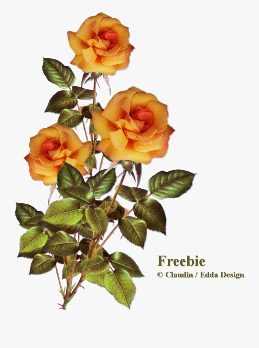 Transparent Rose Clipart Kostenlos - Floribunda, Transparent Clipart