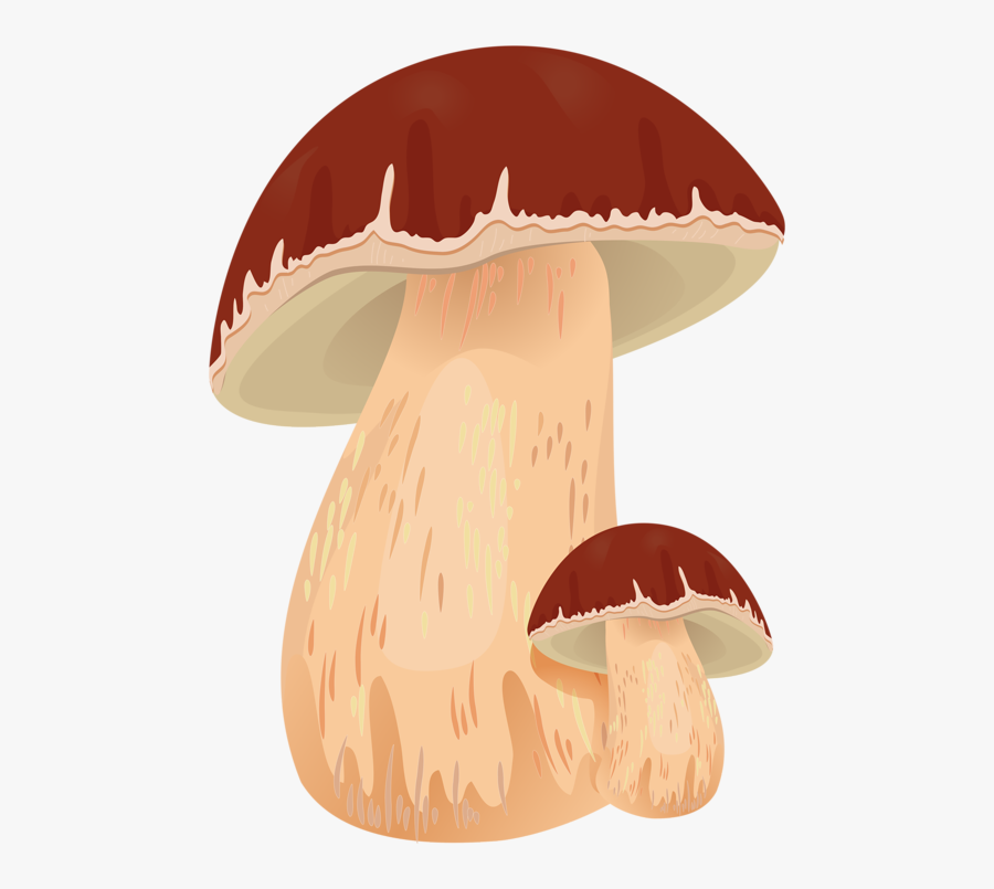 Drawing Mushrooms Chanterelle Mushroom, Transparent Clipart