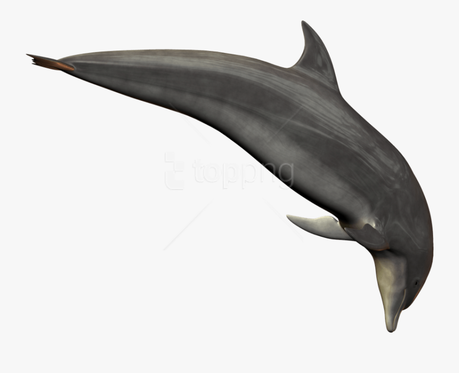 Free Png Dolphin Png Images Transparent - Dolphin Png, Transparent Clipart