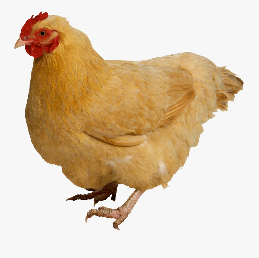 Comb - Chicken Png, Transparent Clipart