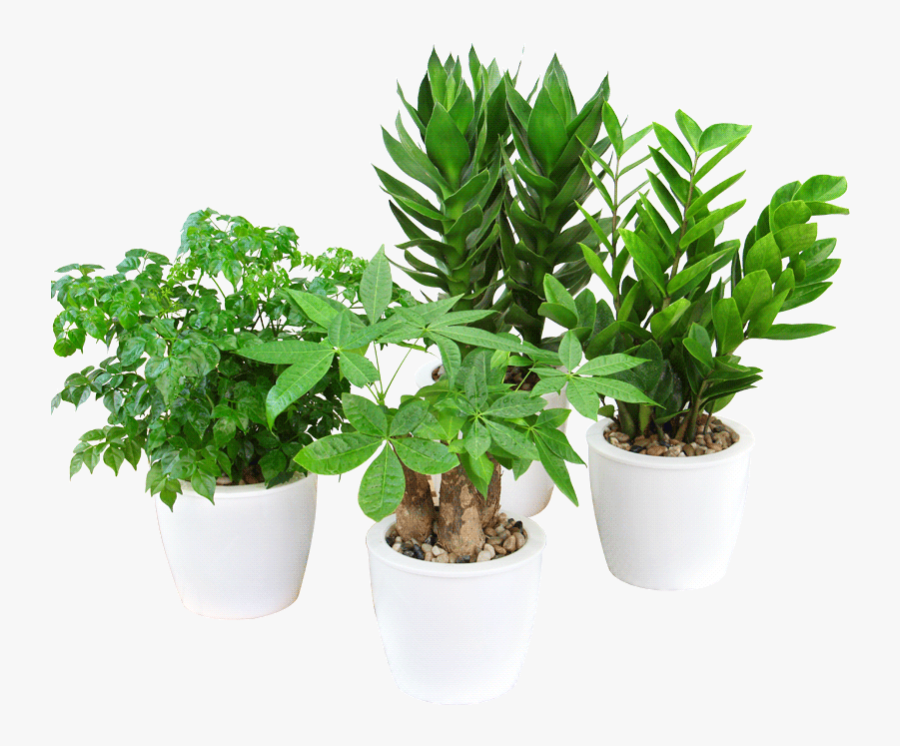 Rich Bamboo Water Hydroponics Plant Azalea Flower Big - Hydroponics Png, Transparent Clipart