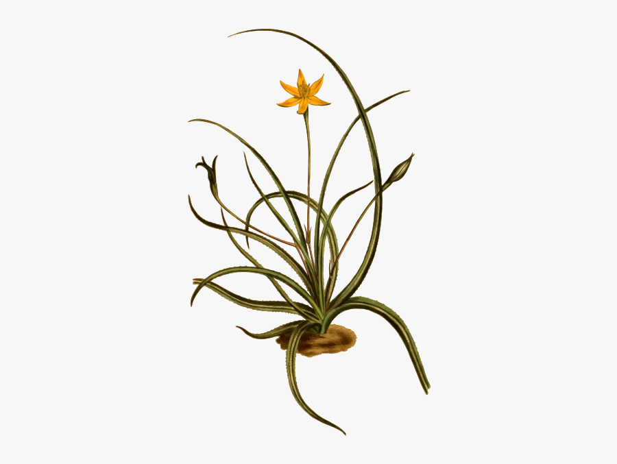 Saw-leaved Hypoxis - Crinum, Transparent Clipart