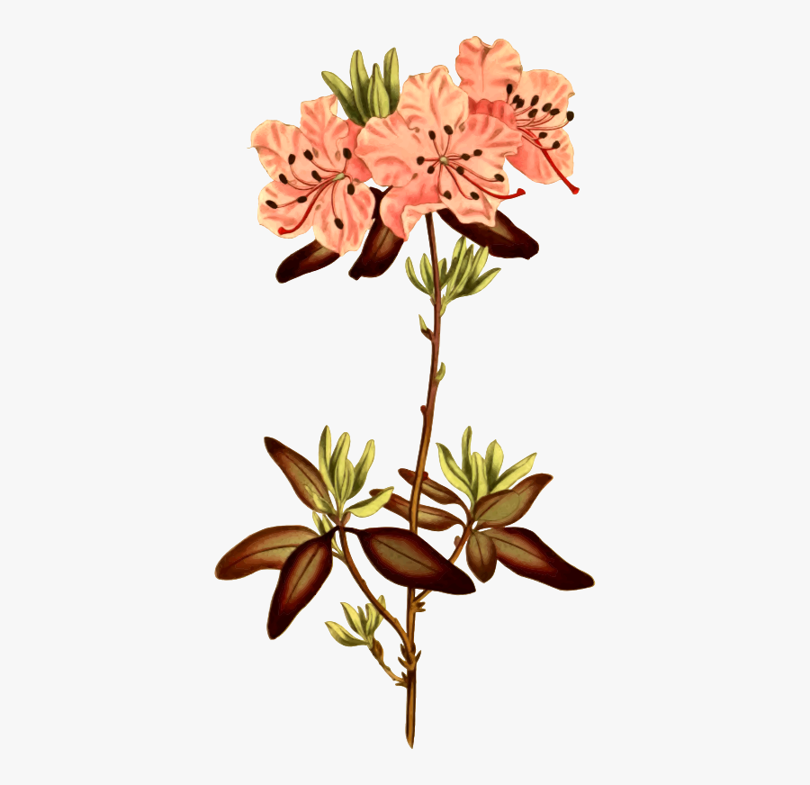 Pollen Drawing Rhododendron Frames Illustrations Hd - Botanical Flower Illustration Png, Transparent Clipart