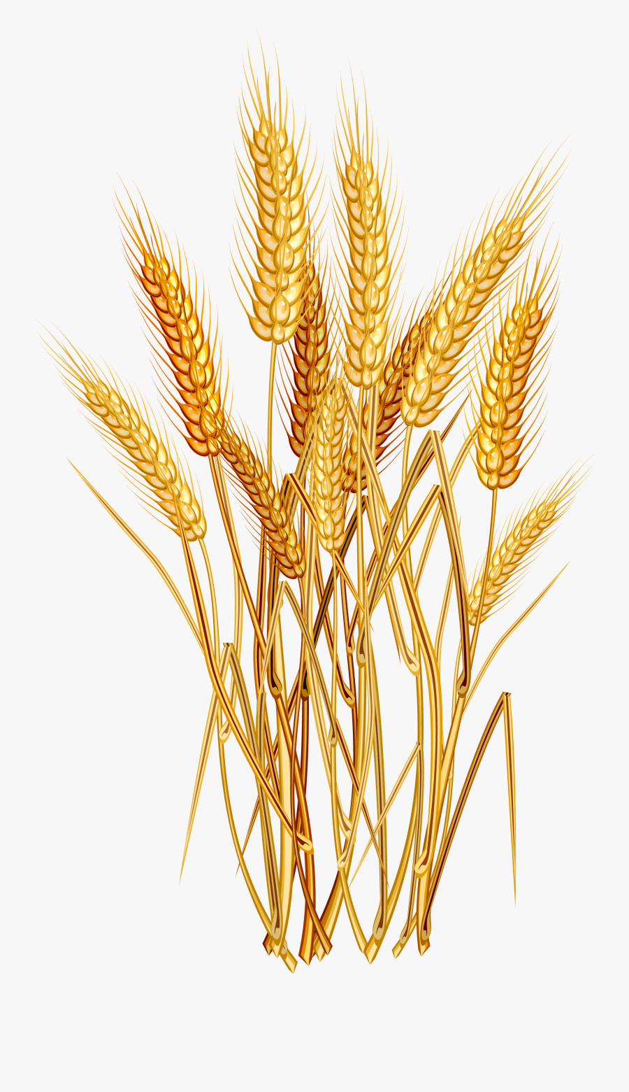 Clip Art How To Draw Wheat - Wheat Vector Free , Free Transparent
