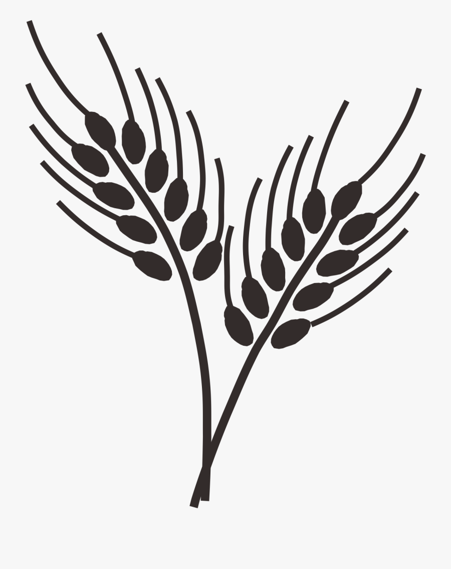 Transparent Wheat Stalks Clipart - Wheat Grass Drawing Png, Transparent Clipart
