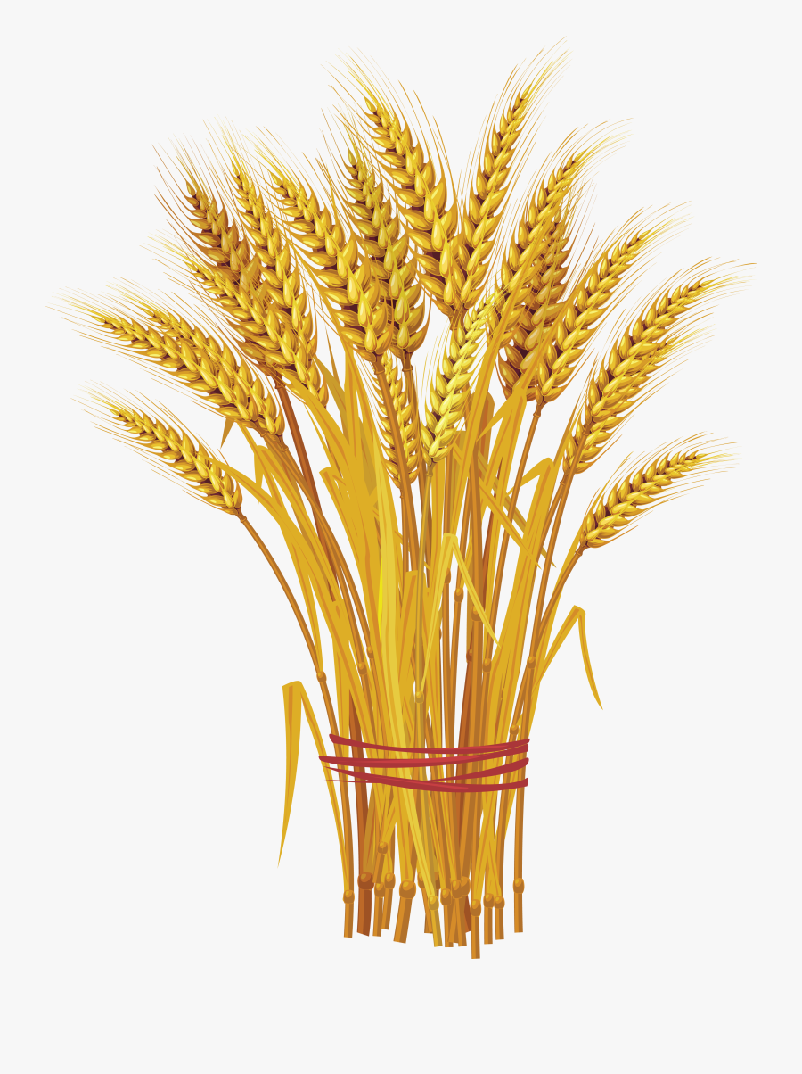 Wheat Png Image - Wheat Plant Clip Art, Transparent Clipart