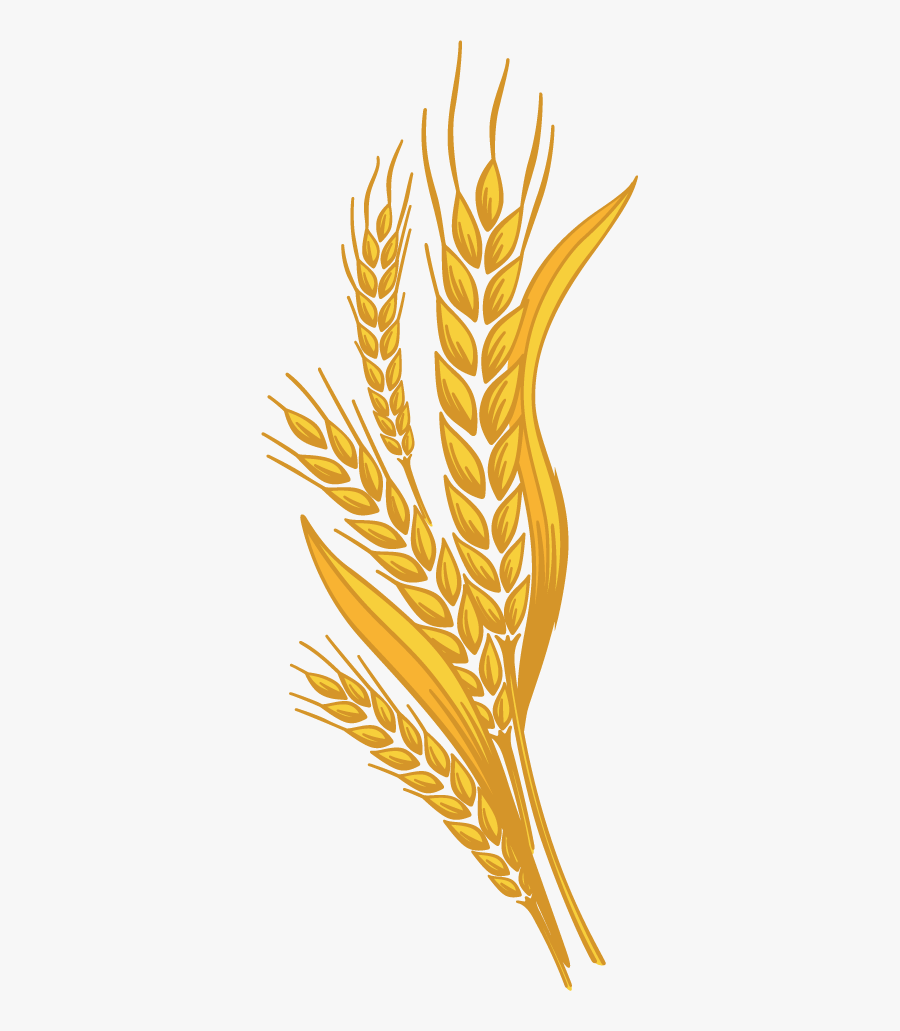 Wheat Png - Clipart Wheat Png, Transparent Clipart