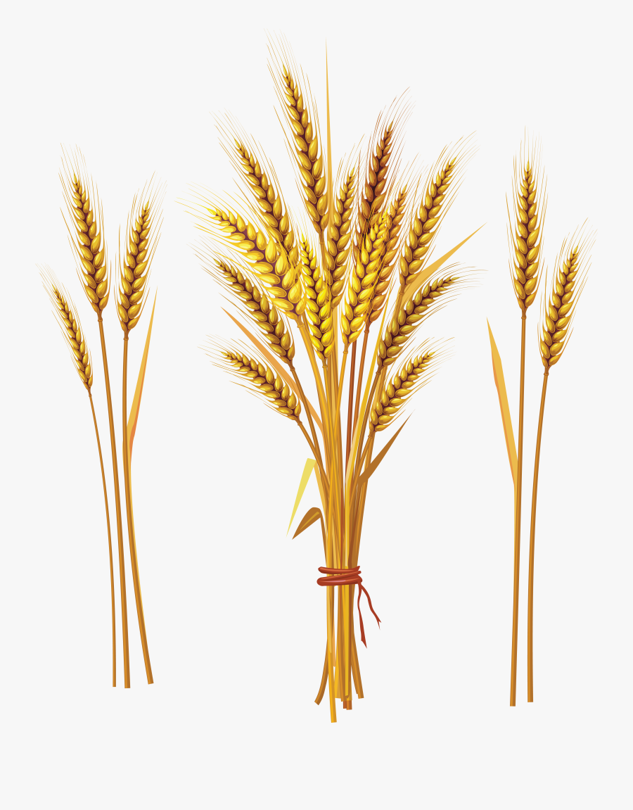 Wheat Png - Wheat Spike, Transparent Clipart