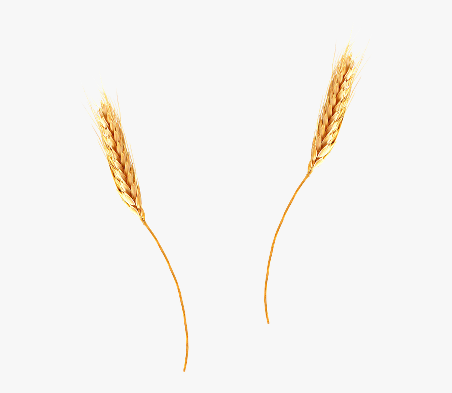 Cornfield Vector Wheat Background Clip Art Freeuse - Wheat Straw Transparent Background, Transparent Clipart