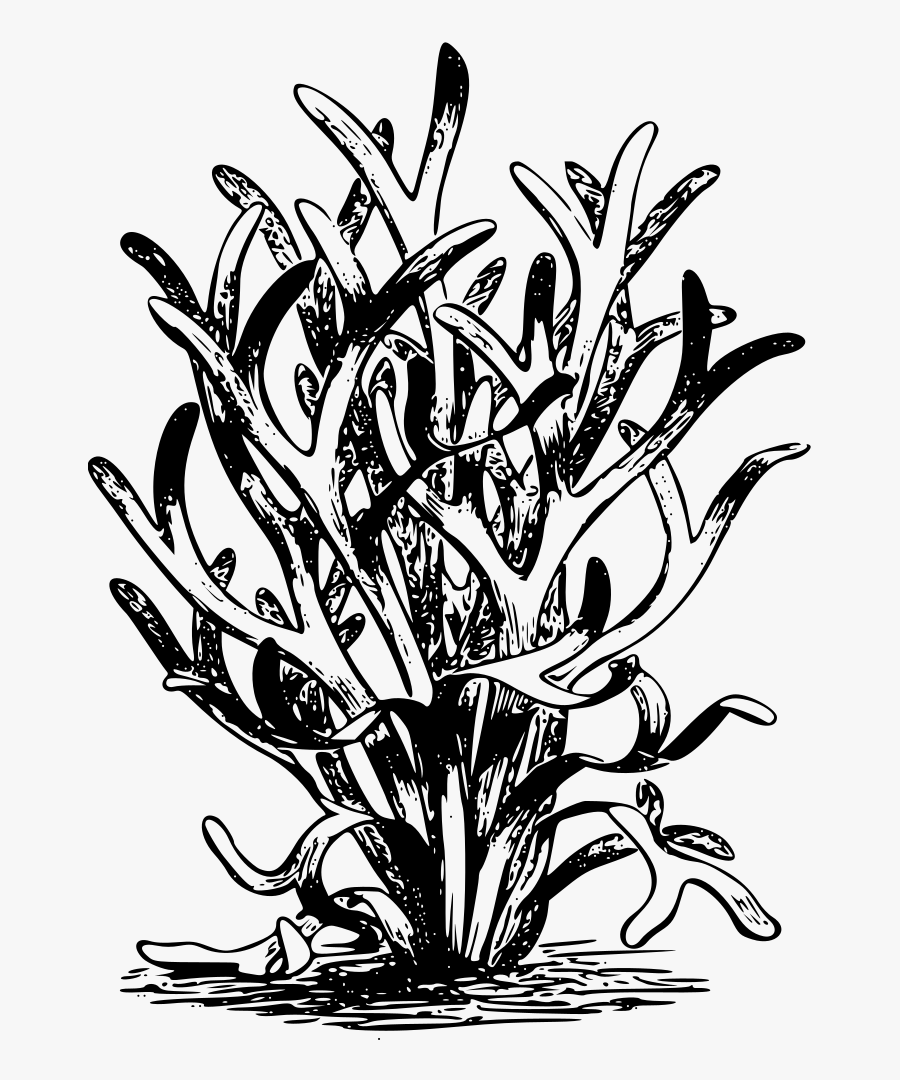 Art,monochrome Photography,monochrome - Devonian Period Plants, Transparent Clipart