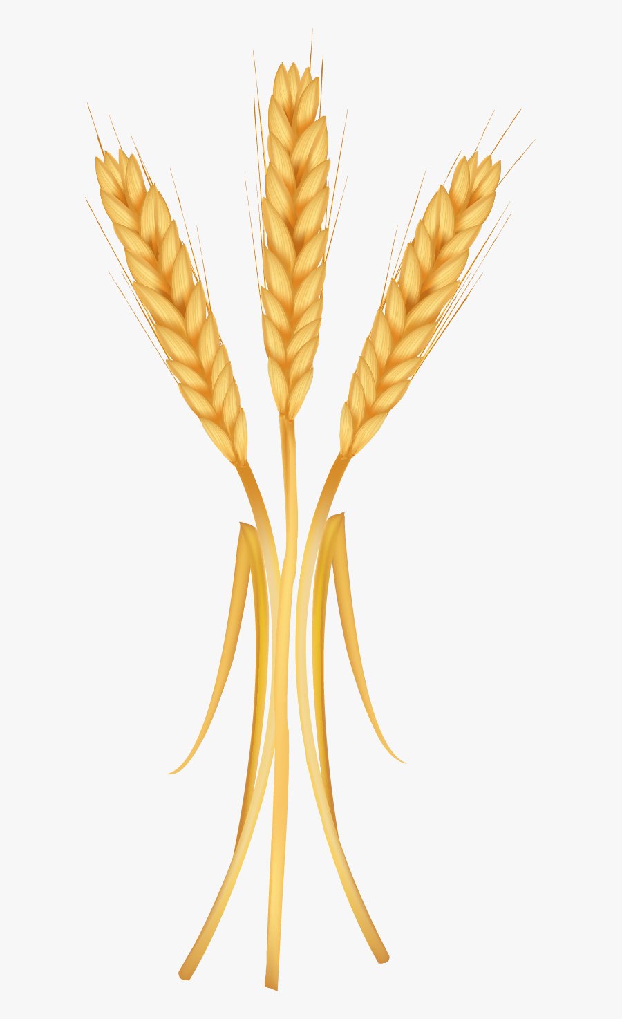 Khorasan Wheat, Transparent Clipart