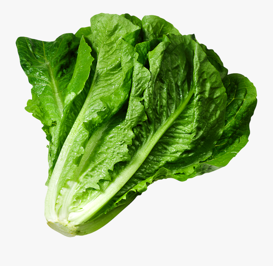 Head Of Lettuce Clipart Image - Lettuce Png, Transparent Clipart