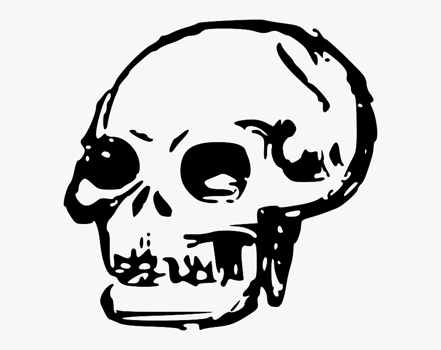 Head, Dead, Skull, Human, Bones, Skulls - Skull Transparent Clip Art, Transparent Clipart