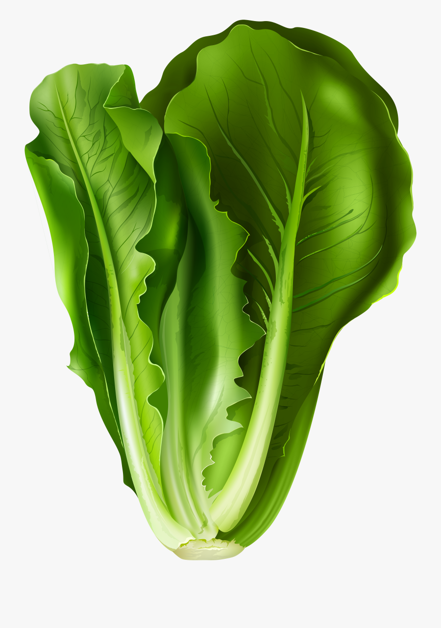 Lettuce Clipart - Head Of Lettuce Clipart Png, Transparent Clipart