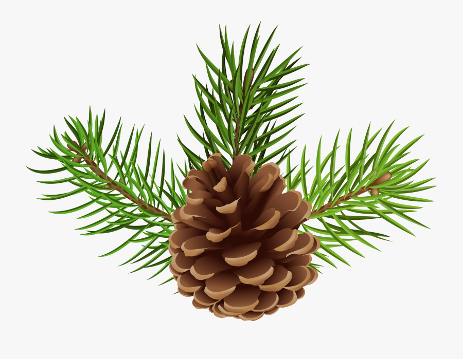 Pine Cone Png - Transparent Pine Cone Png, Transparent Clipart
