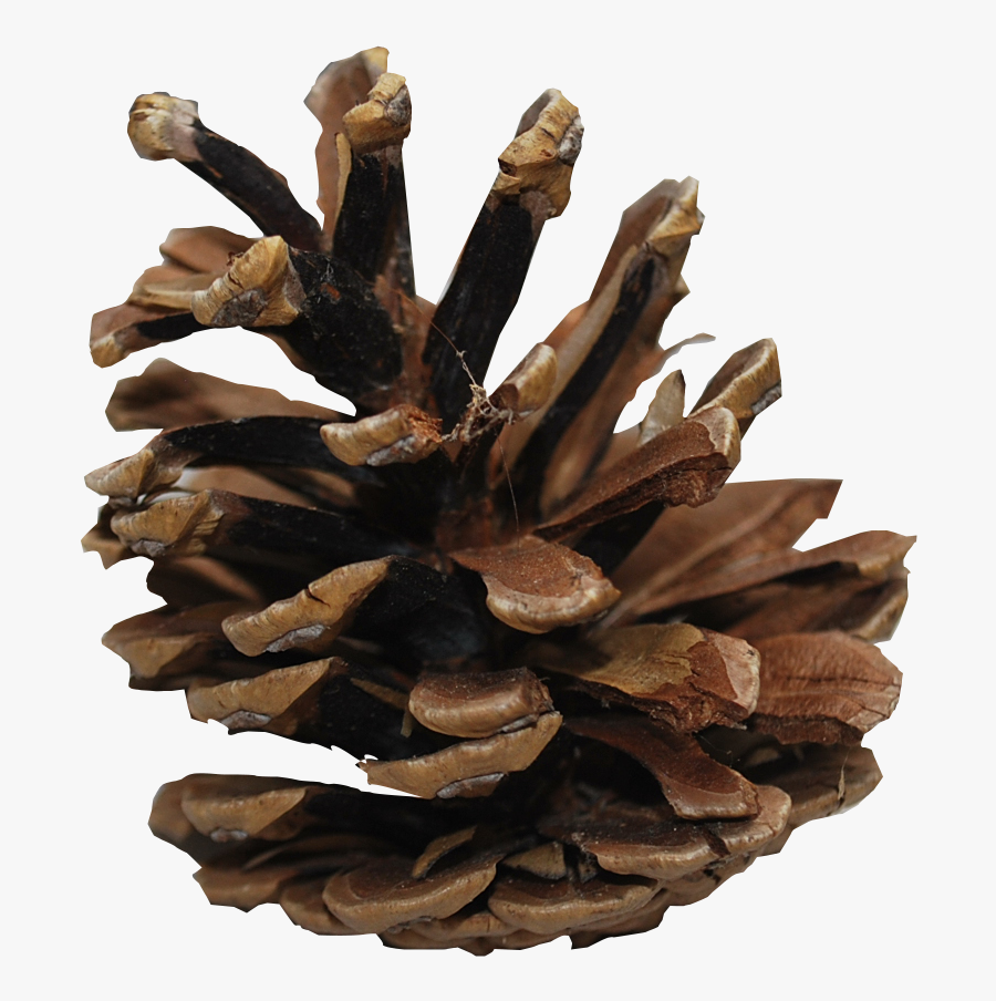 Conifer Cone Wallpaper - Pinecones Png, Transparent Clipart