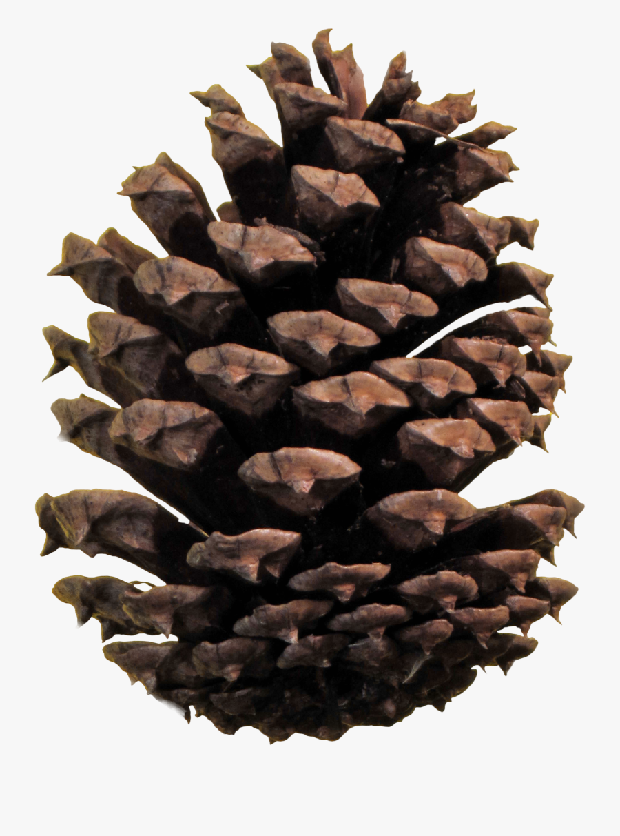 Pine Cone Png - Transparent Pine Cone Png, Transparent Clipart