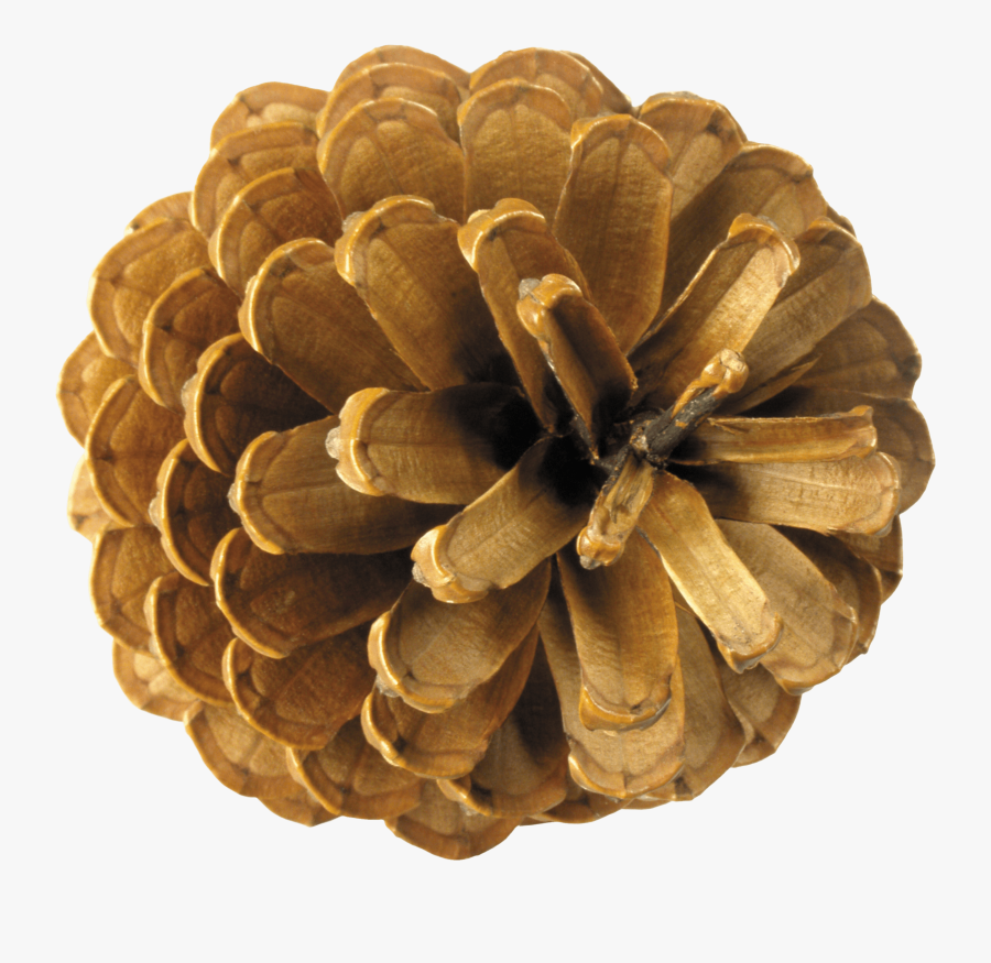 Pinecone Clipart Transparent - Pine Cone Top View, Transparent Clipart
