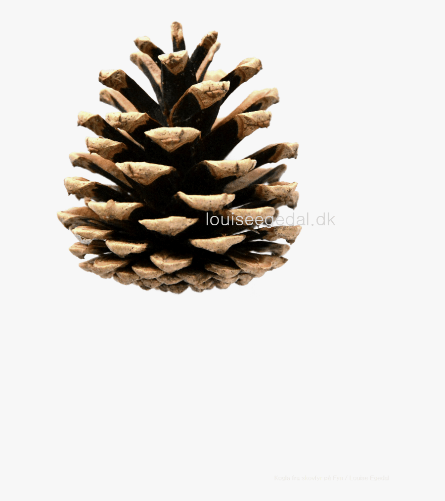 Transparent Pinecones Png - Conifer Cone, Transparent Clipart