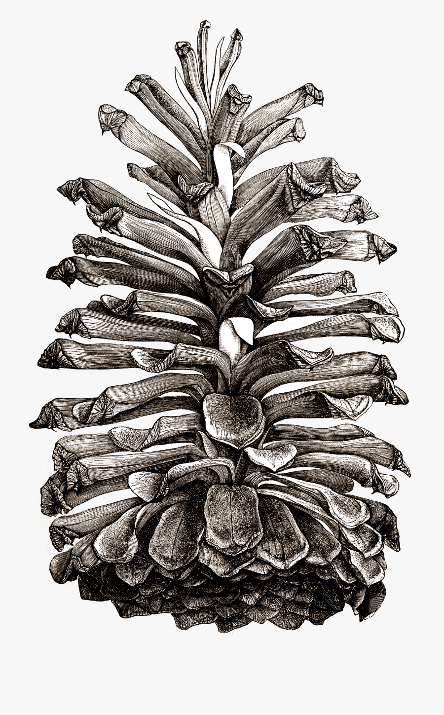 Clip Art Collection Of Free Abstract - Pine Cones Illustrations Png, Transparent Clipart