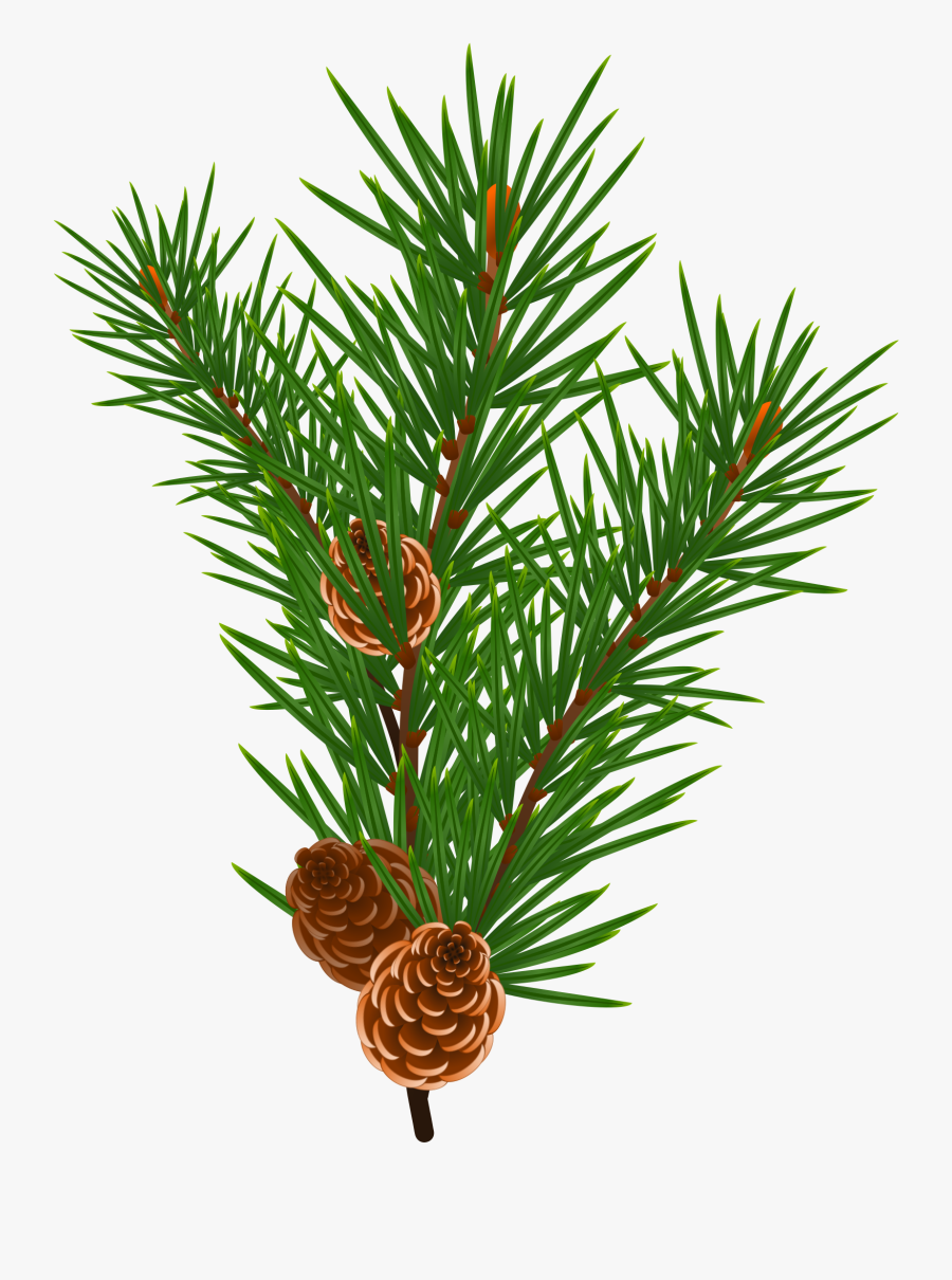 Chrysalidocarpus Lutescens, Transparent Clipart