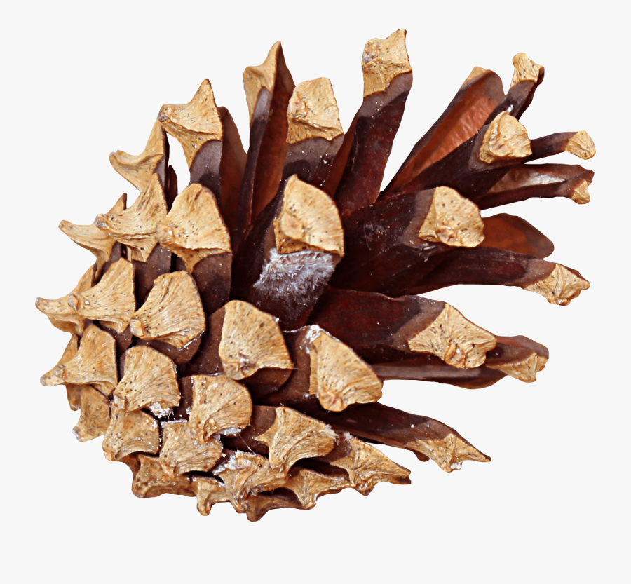 Pine Cone Side - Pine Cone Transparent, Transparent Clipart