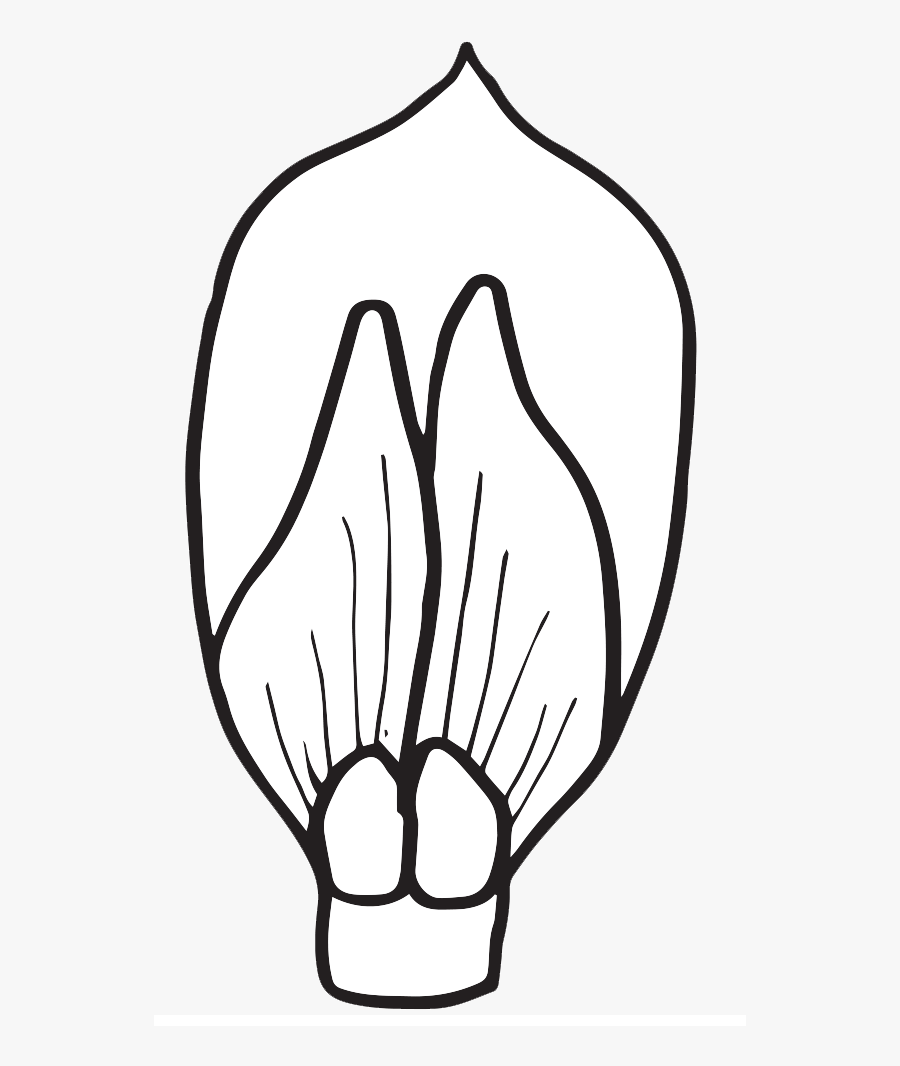 Laurence Guy Saw You For The First Time, Transparent Clipart