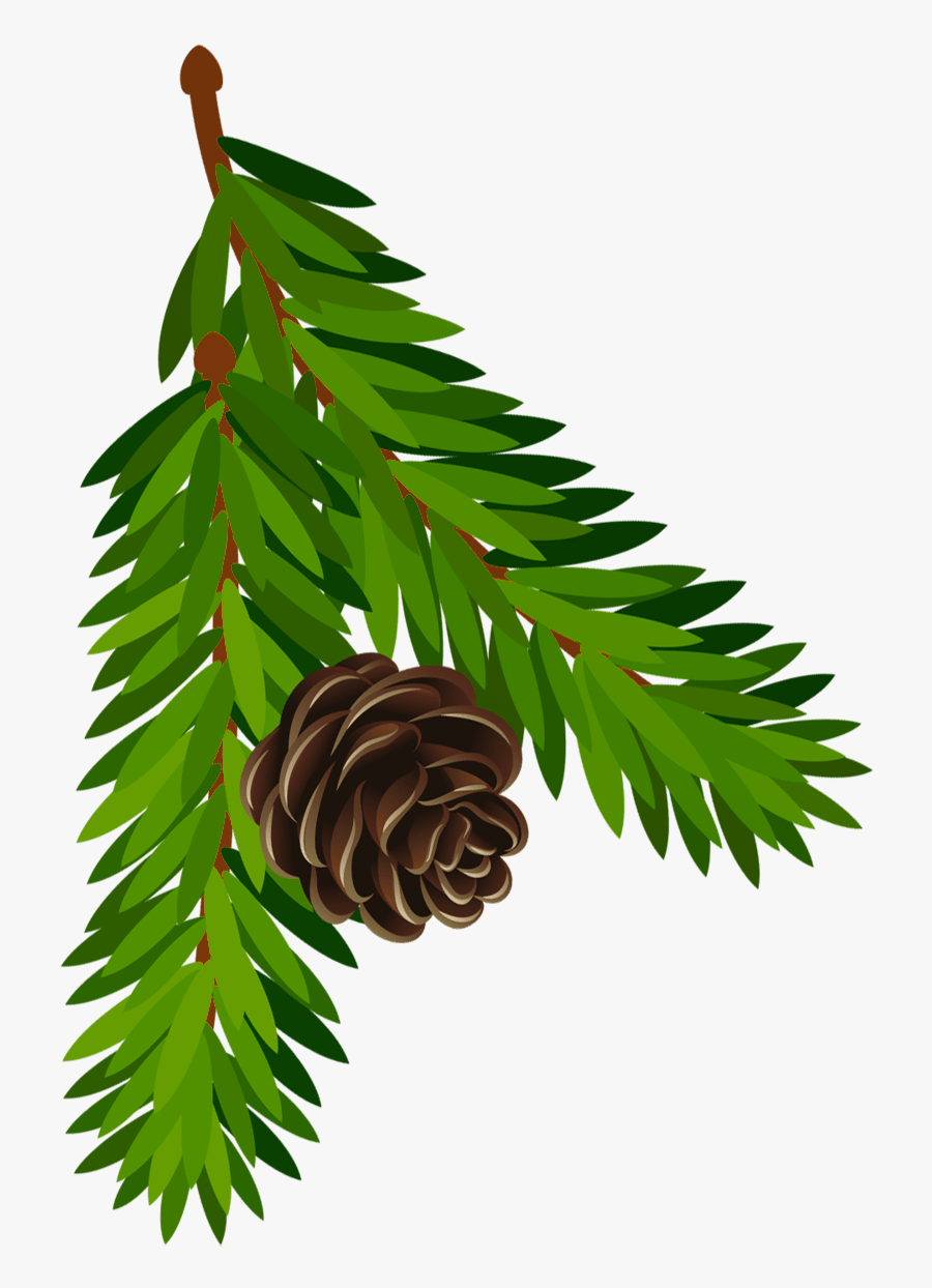 Pine Illustration Png, Transparent Clipart