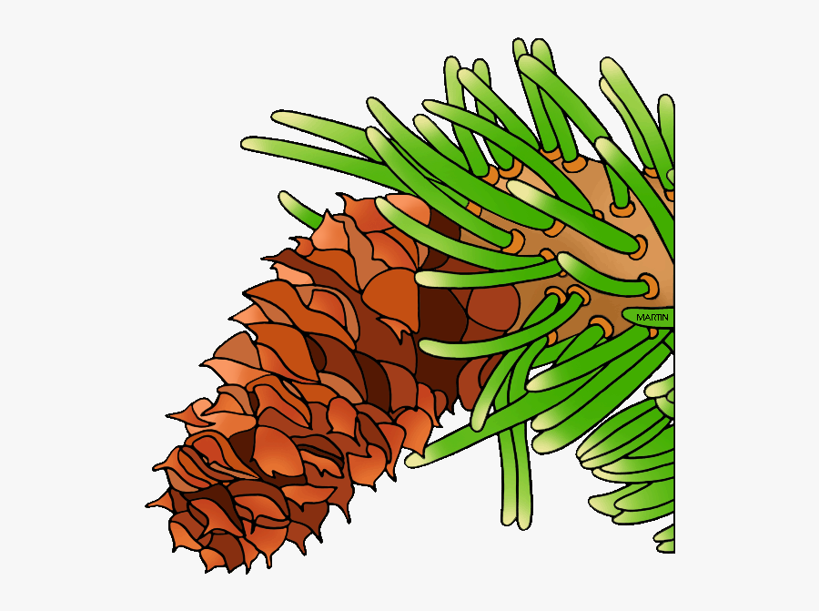 State Tree Of Nevada, Bristle Cone Pine - Bristle Cone Tree Clip Art, Transparent Clipart