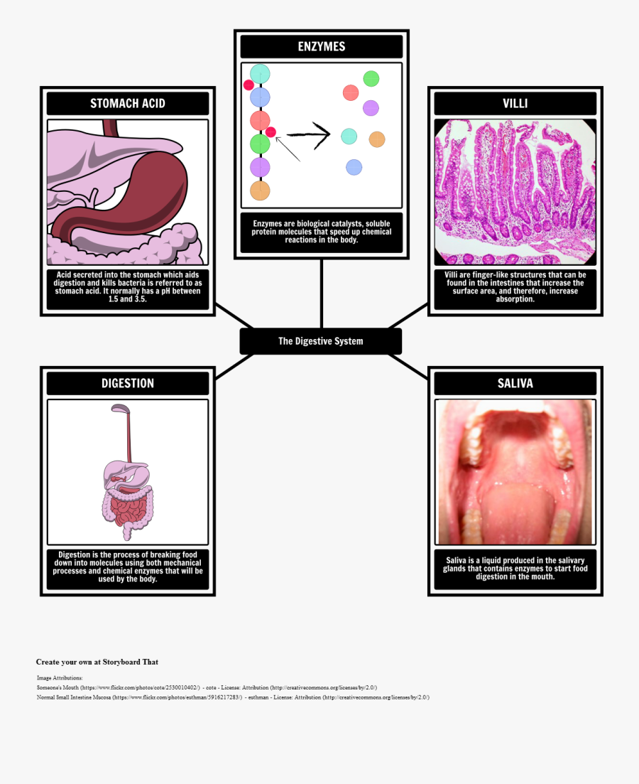 Digestive System Vocabulary - Human Digestive System, Transparent Clipart