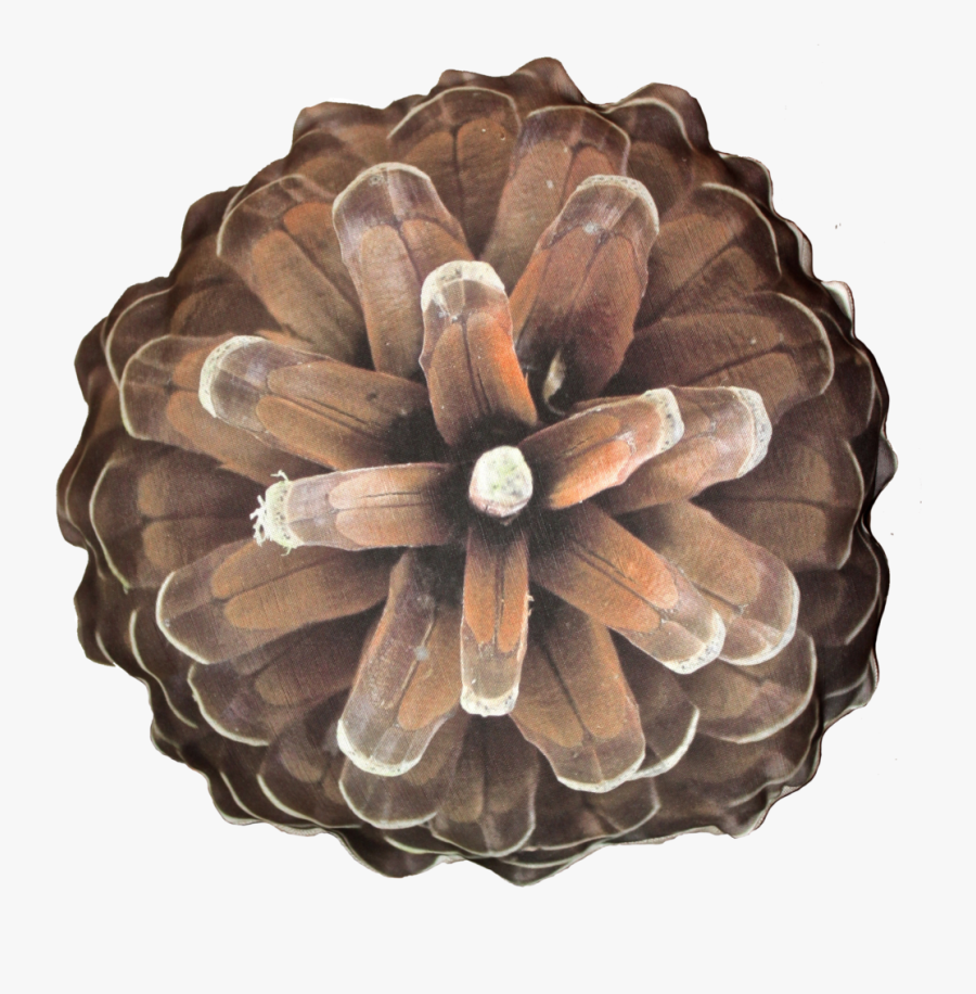 Pine Cone Png - Pine, Transparent Clipart