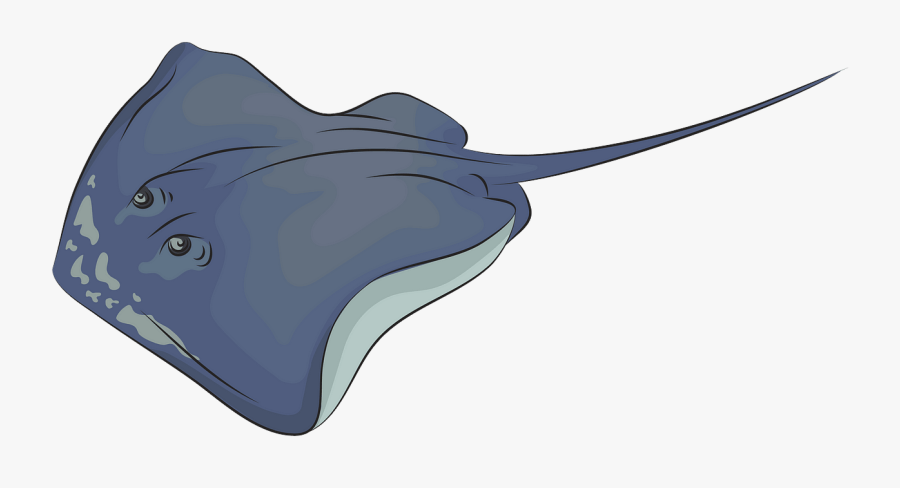 Freshwater Whipray, Transparent Clipart
