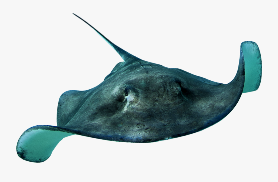 Stingray Png, Transparent Clipart