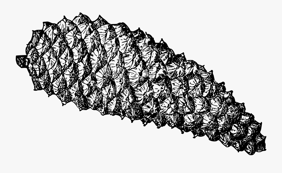 Transparent Pine Cone Clip Art - Cara Menggambar Buah Pinus, Transparent Clipart