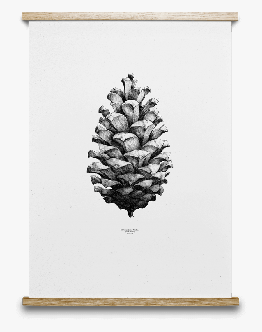 Pinecone Drawing Plant - Pine Cone Print Free, Transparent Clipart