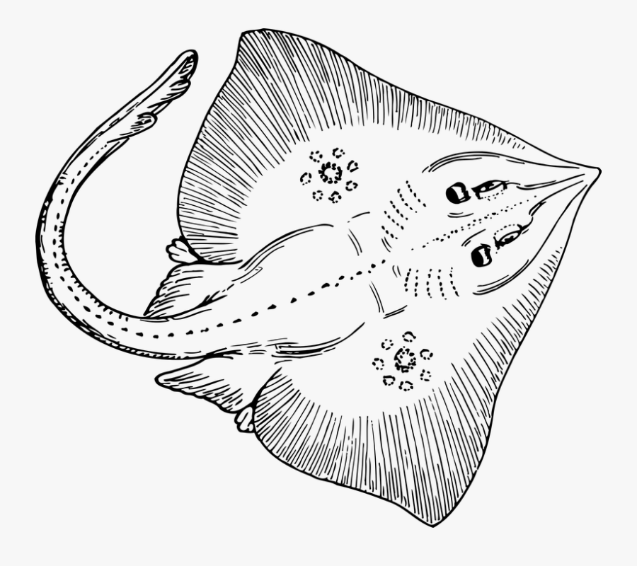 Animal Fish Ocean Sea Skate - Stingray Clipart Black And White, Transparent Clipart