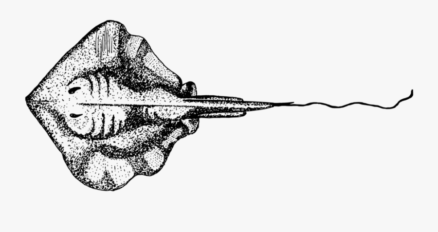 Stingray Black And White Clipart, Transparent Clipart