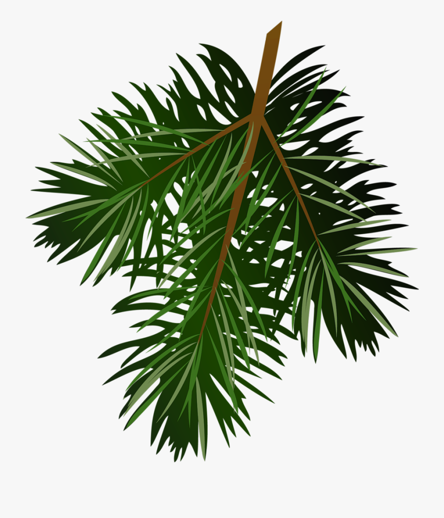 Pine Branch Conifer Cone Clip Art - Pine Leaves Transparent Background, Transparent Clipart