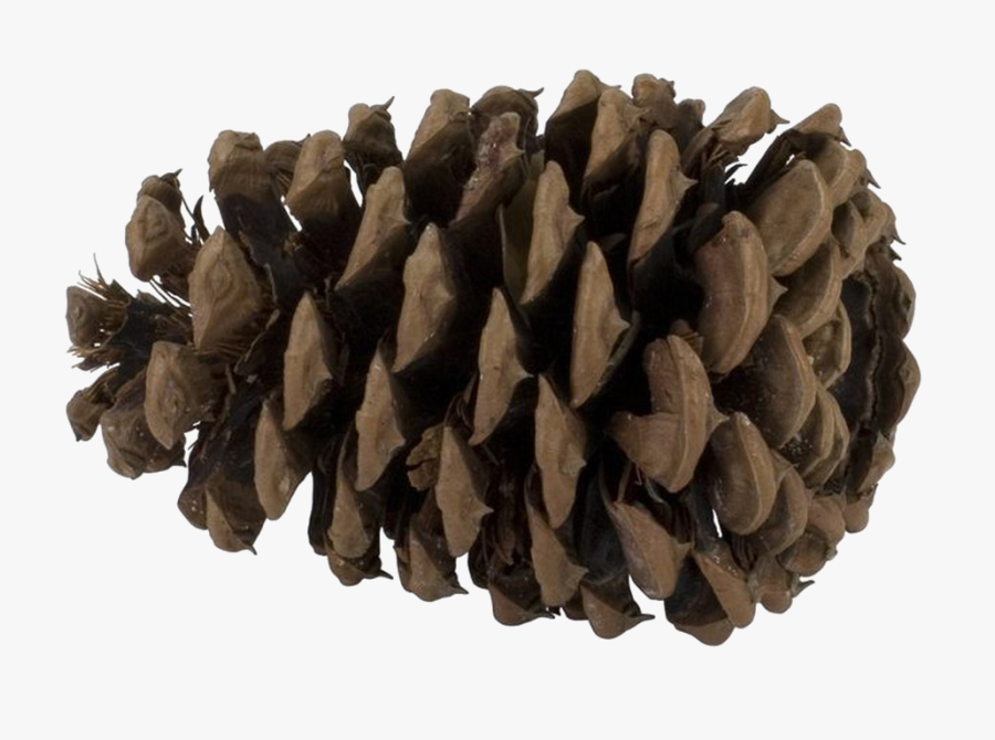 Transparent Pine Cones Png - Pine Cone Female, Transparent Clipart