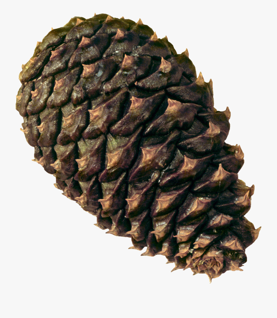 Pine Cone Png Hd Photo - Conifer Cone, Transparent Clipart