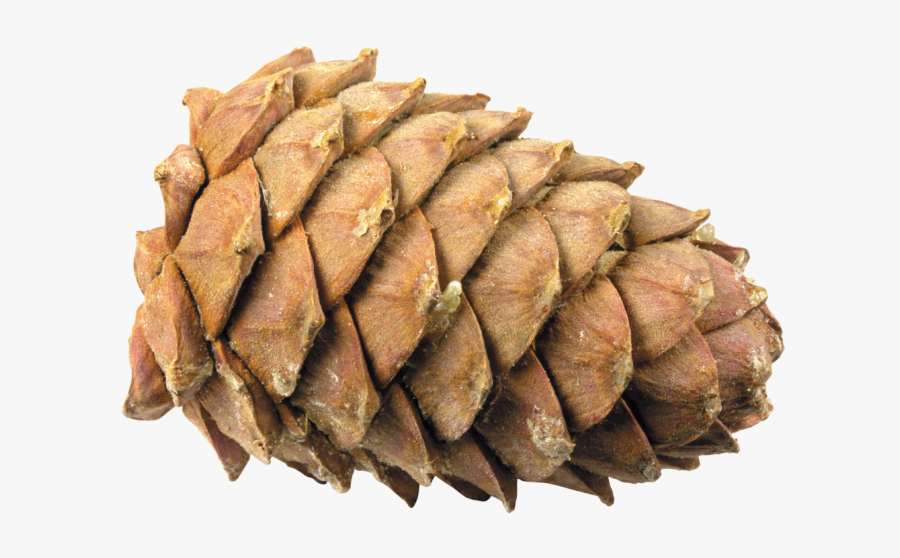 Pine Cone Png - Шишка Png, Transparent Clipart