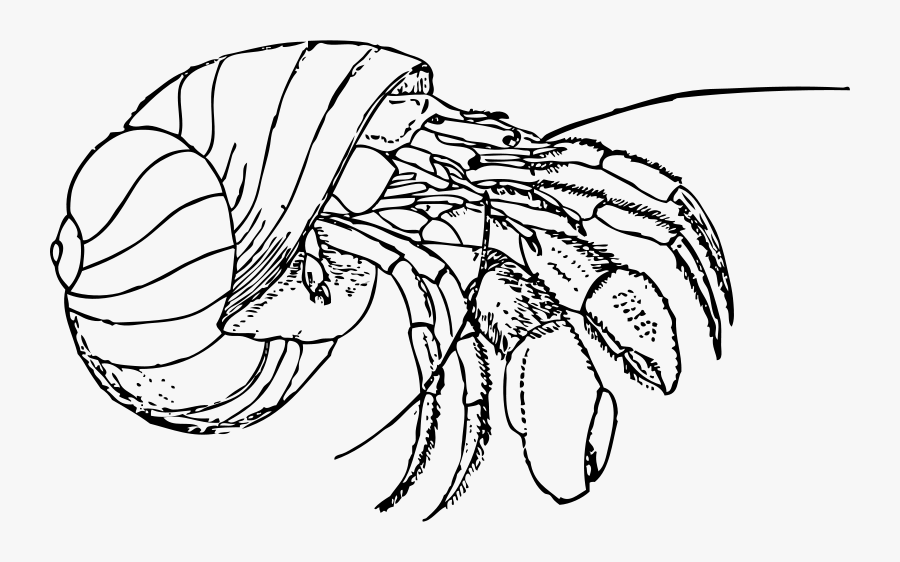 Hermit Crab Colouring Page, Transparent Clipart