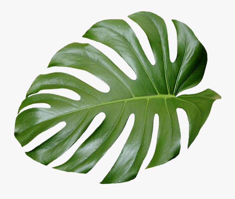 Featured image of post Aesthetic Tropical Leaf Png : To get more templates about posters,flyers,brochures,card,mockup,logo,video,sound,ppt,word,please visit pikbest.com.