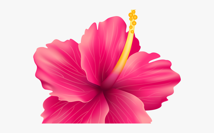 Tropical Clipart Exotic Flower - Cayenne Flower, Transparent Clipart