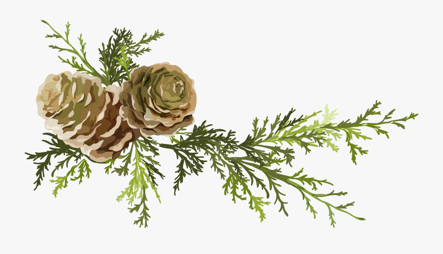 Conifer Cone Leaf Needles Png Download Pine Cone- - Watercolor Pine Cone Png, Transparent Clipart