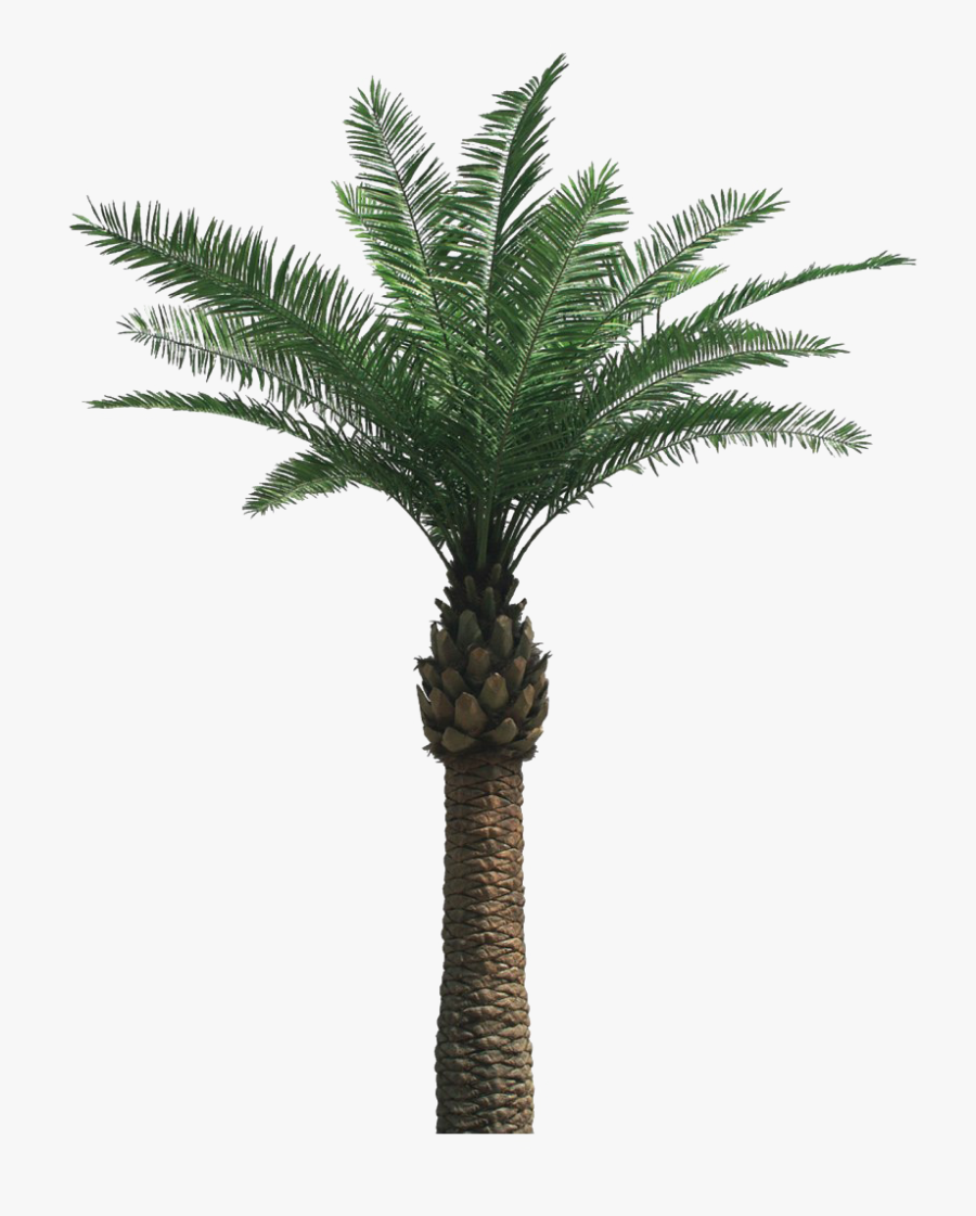 Date Palm Tree Png, Transparent Clipart