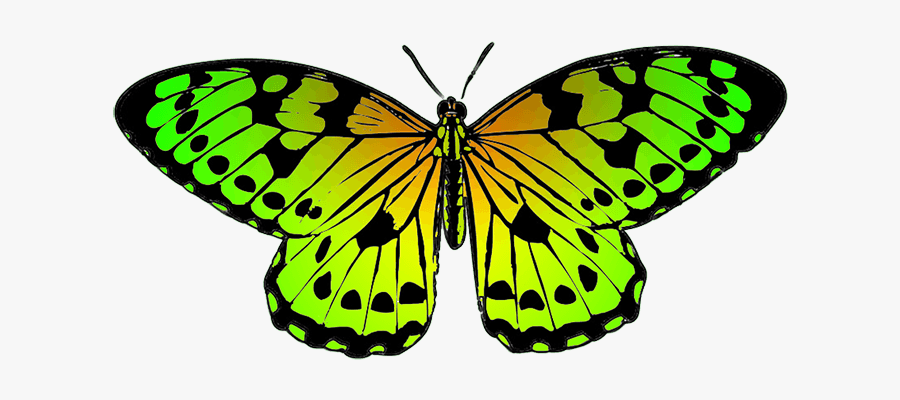 Spring Clipart Tropical - Yellow And Black Butterfly Cartoon, Transparent Clipart