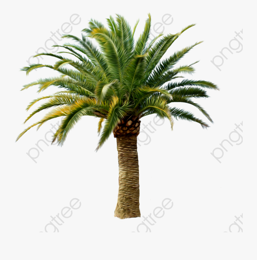 Coconut Tree Clipart Tropical - Palm Tree Png Transparent, Transparent Clipart