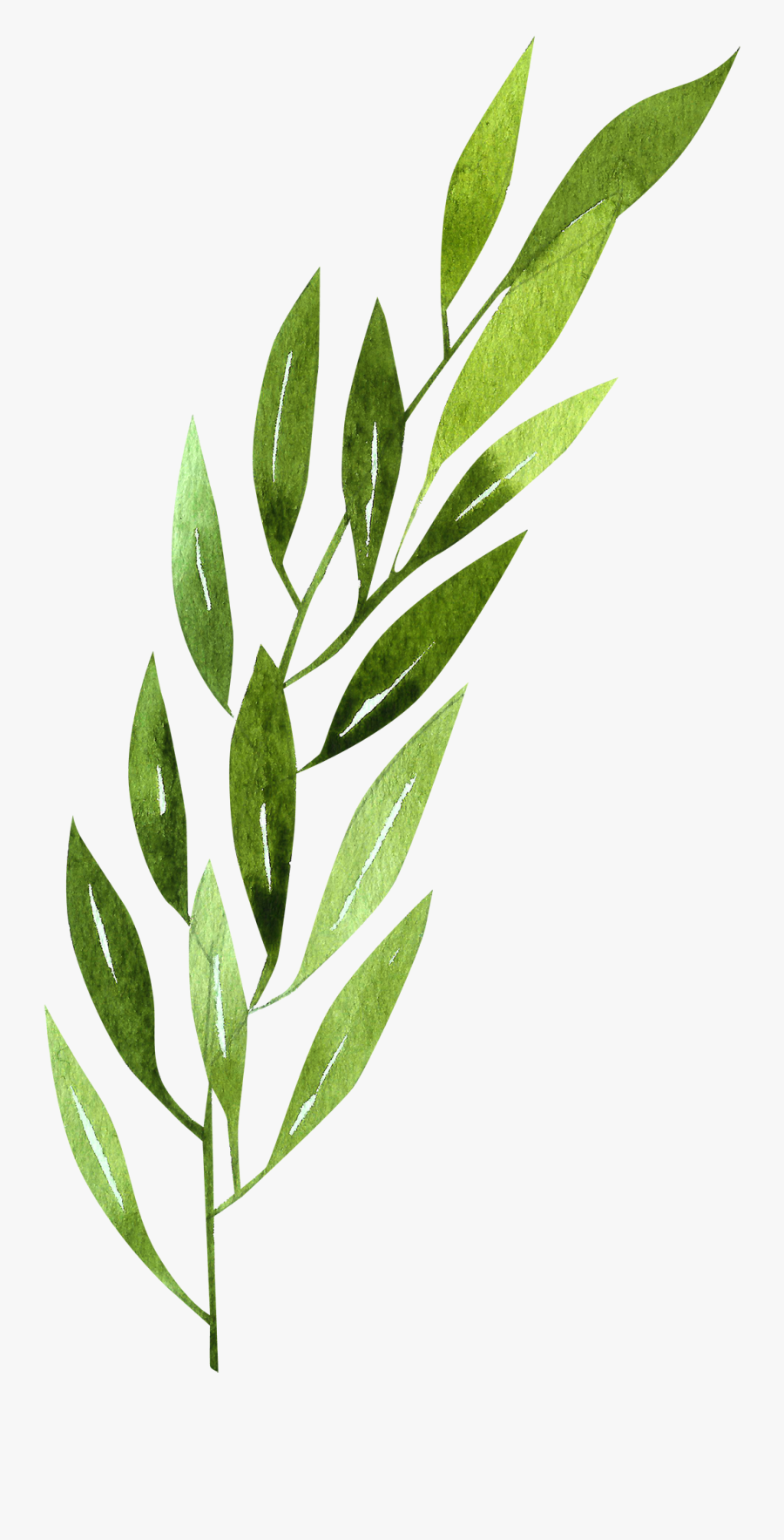 Daffodil Clipart Rainforest - Morella Cerifera Png, Transparent Clipart