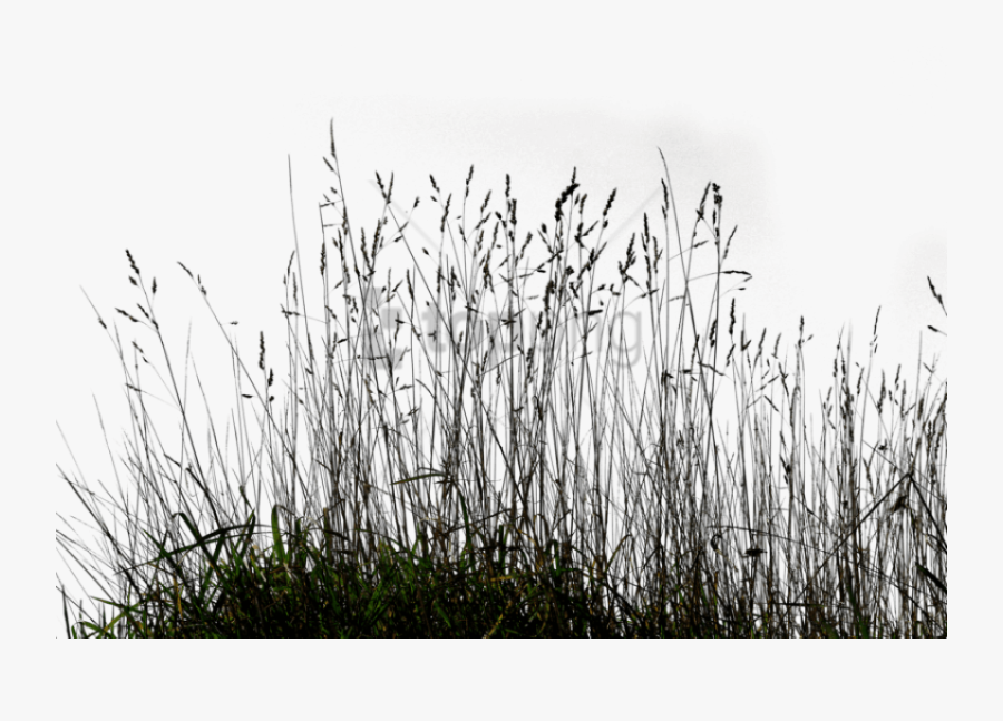 Transparent Grass Background Png - Transparent Long Grass Png , Free ...